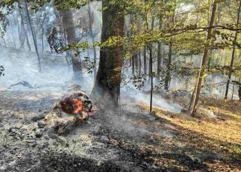 МРРБ с призив към строителния бранш да помогне в борбата с пожарите